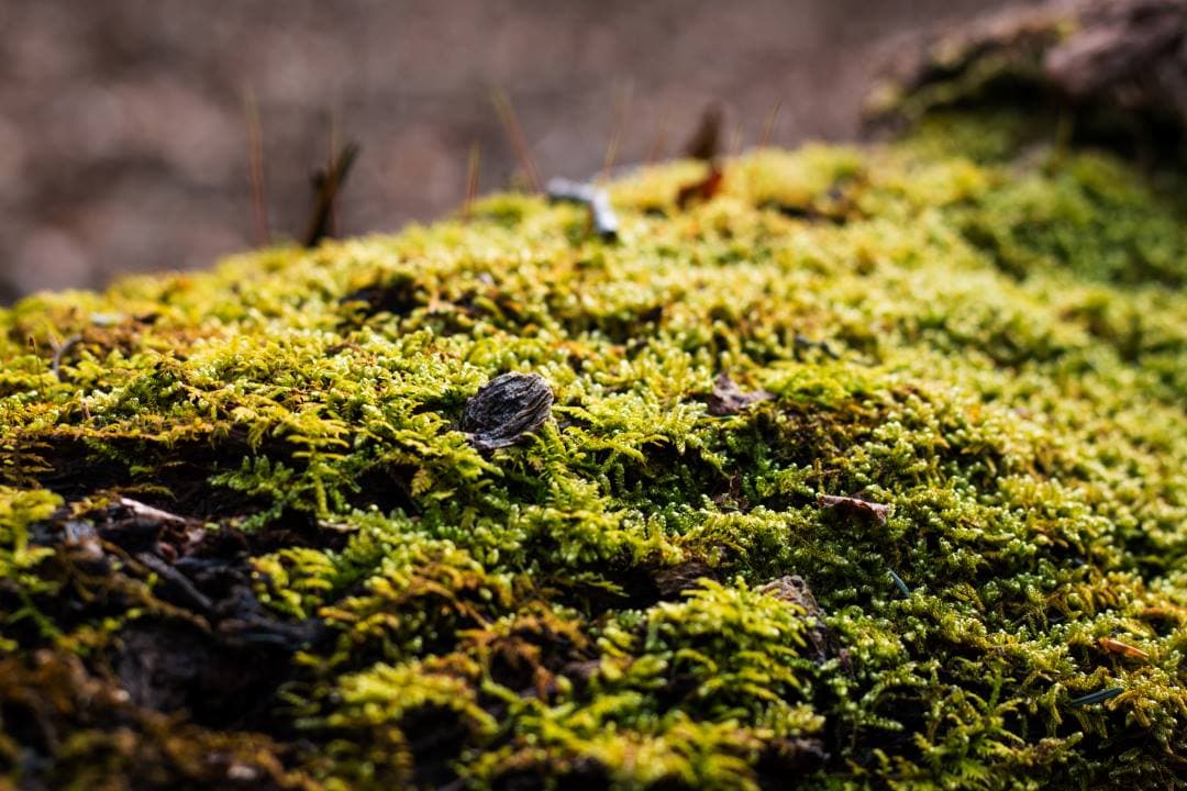 Nature Photography